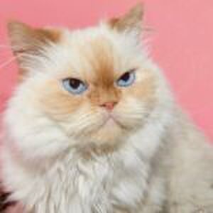 ‘De dochters van mijn nieuwe vriend behandelen mij als een vervelende indringer’