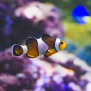 ‘Mijn man geeft de helft van ons boodschappenbudget uit aan zijn aquarium’