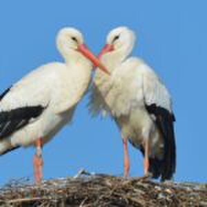 #Persvrijheid: ‘Vrouwen moeten zelf kunnen blijven kiezen waar ze bevallen’