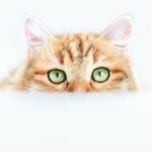 ‘Als mensen staren naar mijn gehandicapte kind, voelt dat als een belediging’