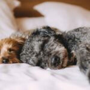 ‘Mijn zoon (9) slaapt elke nacht bij ons in bed en ik vind het heerlijk’