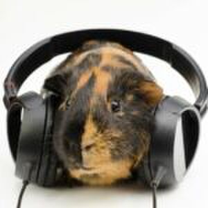 ‘Mijn dochter hangt met kerst steevast boven de wc door al het snoepgoed’