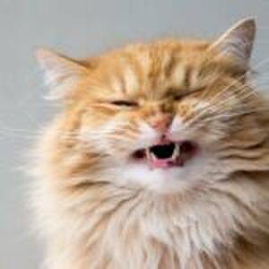 ‘Mijn man en ik hebben allebei een kort lontje en schreeuwen dan als viswijven’