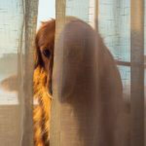 ‘Mijn kind googelde waar baby’s vandaan komen en kwam op YouPorn uit’