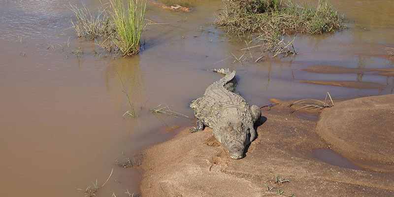 safari Zuid-Afrika met kinderen