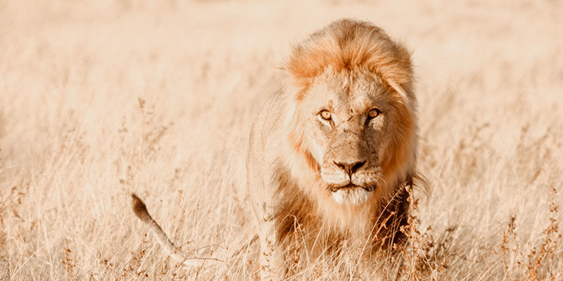 Zuidelijk Afrika met 4x4 rondreis vakantietips