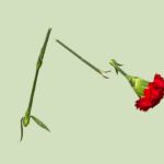 Getrouwd en toch op Tinder: ‘Ik lunchte met de één, zoende met de ander’