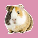 Huisdierperikelen: ‘Liep ik in de supermarkt met een cavia onder de arm’