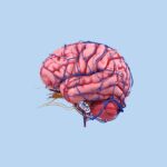 Onderzoek: zoveel baby’s krijgen een herseninfarct rond de geboorte