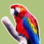 Dit zijn de 3 leukste (en minder bekende) dierentuinen van Noord-Brabant