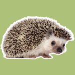Huisdierperikelen: ‘We waren lyrisch, een egel in de tuin! Tot het iemand anders bleek’
