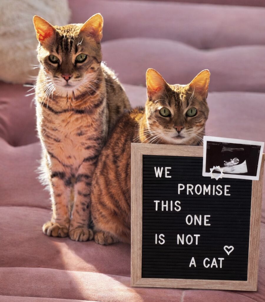 Kelly Camfferman zwanger 2