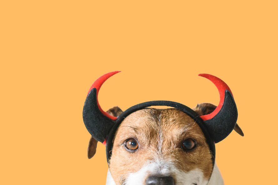 Illustratie bij: ‘Waarom mijn kinderen niet altijd gehoorzaam hoeven te zijn’