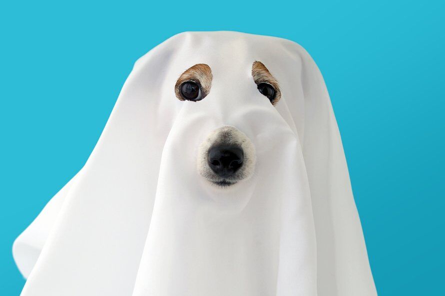 hond spook