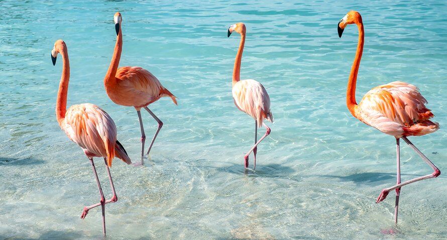 Illustratie bij: 5x Aruba met kinderen