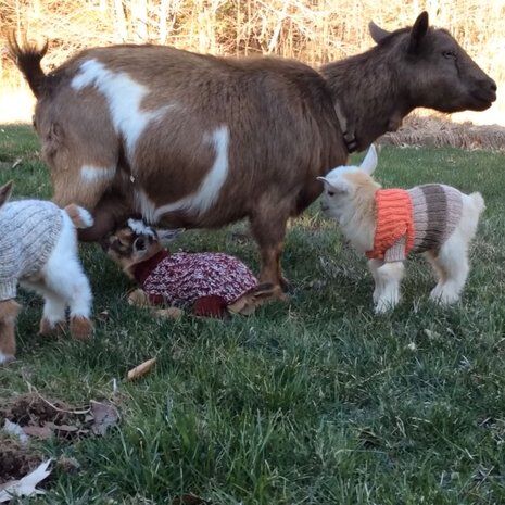 Illustratie bij: Drie pasgeboren geitjes dragen truien tegen de kou