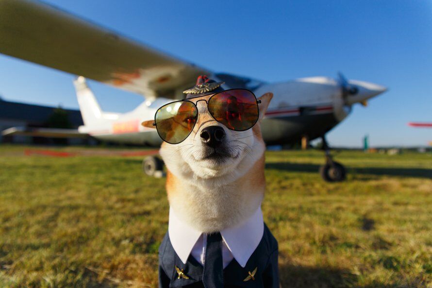 Illustratie bij: Hond mee in het vliegtuig: dit zijn de regels