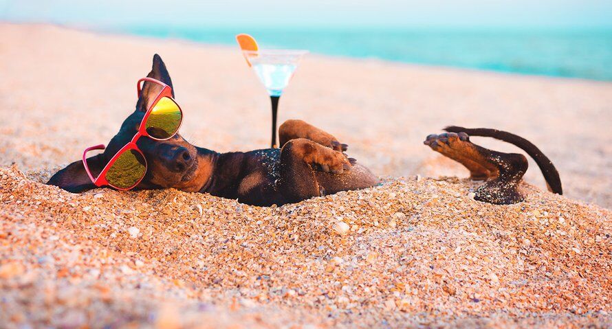 Illustratie bij: Hond mee op vakantie? Hier moet je op letten