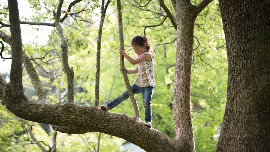 Illustratie bij: Dít is de reden waarom je kind vaker in een boom moet klimmen