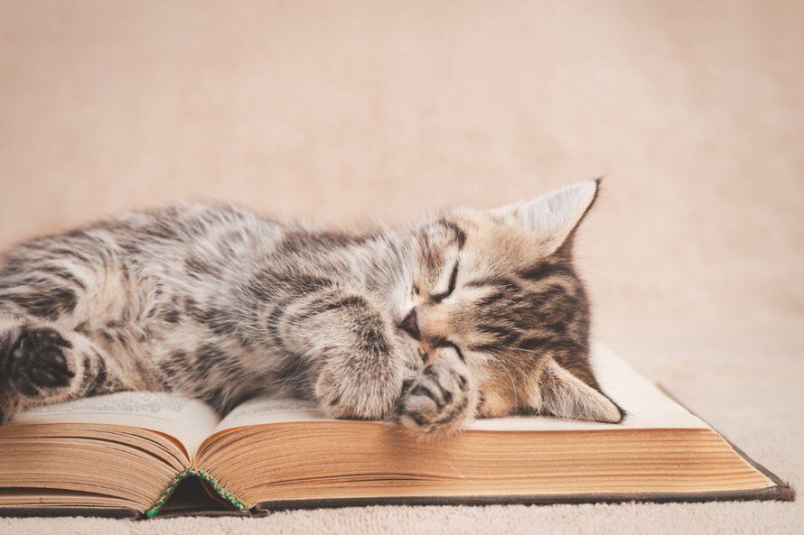 Illustratie bij: Boekenweek: 5x waarom het voorlezen van je kind een leuke (en gezonde) gewoonte is