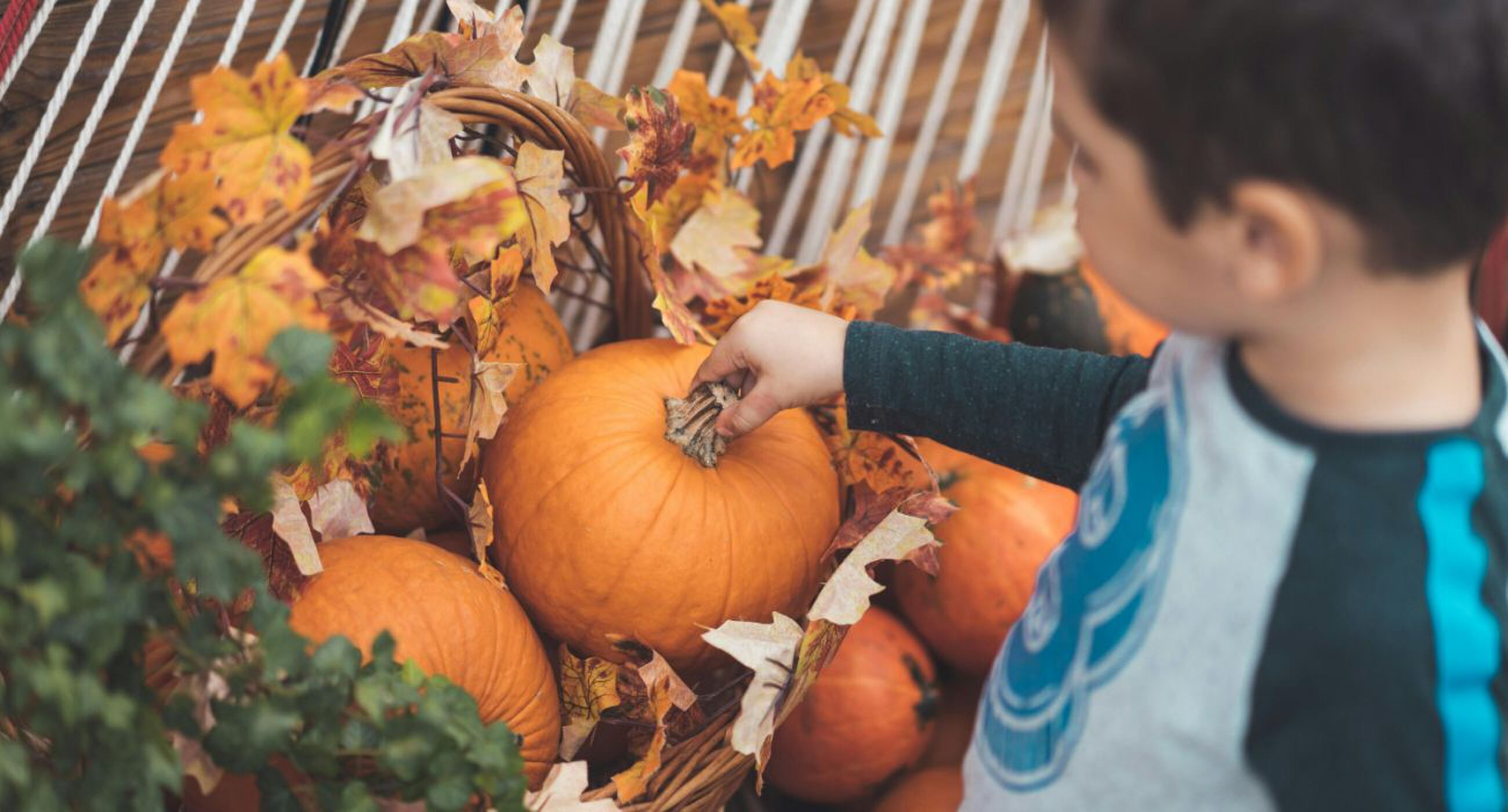 Herfstig uitje: 5x deze pompoenboerderijen in Nederland zijn het bezoeken waard