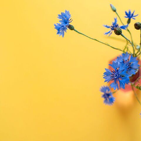 Illustratie bij: De leukste bloemenvazen om je woonkamer mee op te fleuren