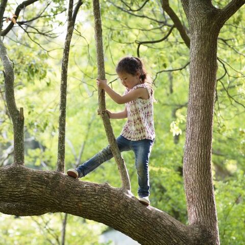 Illustratie bij: Dít is de reden waarom je kind vaker in een boom moet klimmen