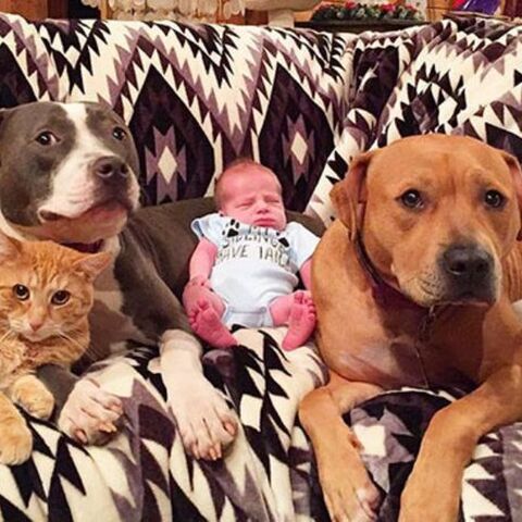 Illustratie bij: Fotoserie: huisdieren zijn dol op baby