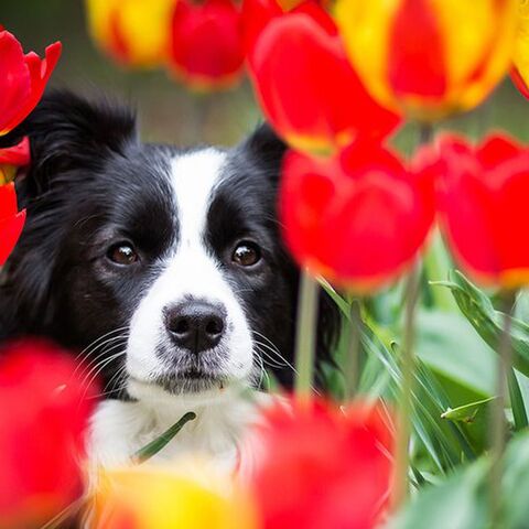 Illustratie bij: Dit zijn de mooiste tulpenvelden die je dit voorjaar moet zien