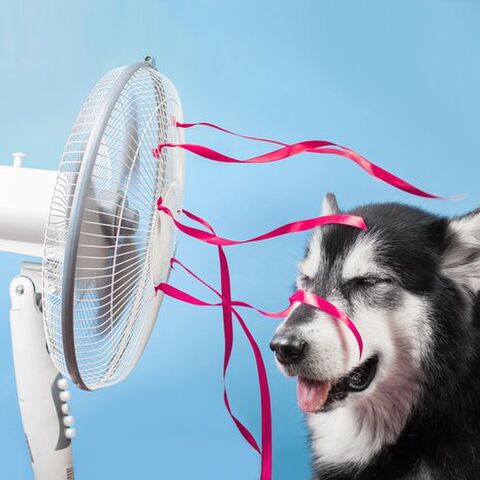 Illustratie bij: Haal de frisse wind in huis: 5x fijne ventilatoren