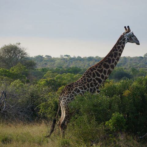Illustratie bij: Op safari in Zuid-Afrika met kinderen: ‘Zo trots dat ik dit aan ze kon laten zien’