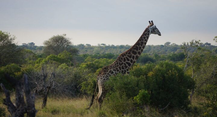 safari Zuid-Afrika met kinderen