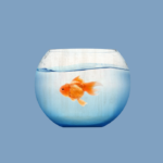 Anjani: ‘Mijn man geeft de helft van ons boodschappenbudget uit aan zijn aquarium’