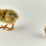 ‘Gebroken nachten en een afhankelijke peuter? Daar moet je van genieten’
