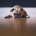 ‘Moet ik mijn dochter (6) met heimwee laten logeren?’