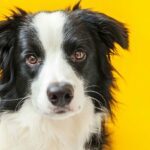 ‘Hoe onze hond er voor zorgde dat ik absoluut geen baby meer wil’