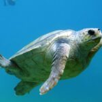 10x de leukste dierentuinen in Nederland voor kinderen