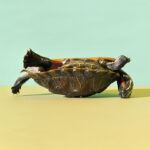 Mama doet ook eens aardig: ‘Een jaartje klassenouder? Het werden er zeven’