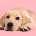 Sanne: ‘Bij mijn ouders draait oud en nieuw alleen om de hond’