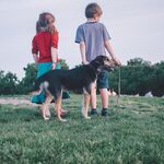 Pas op tijdens de hittegolf: vanaf deze temperatuur wordt wandelen gevaarlijk voor je hond