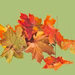 Van de start van de herfstvakantie tot Kinderboekenweek: zo maak je de herfst speciaal 