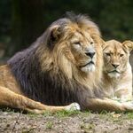 Dagje dierentuin in Gelderland? Deze bezoek je nu met korting!