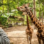 Dagje weg met korting: ontdek DierenPark Amersfoort