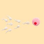 Baanbrekend embryo-onderzoek: wetenschappers maken eicel uit een gewone huidcel