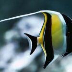Ontdek de magische onderwaterwereld van het Zee Aquarium Bergen aan Zee mét korting