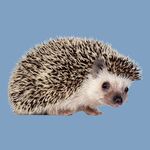 Janine: ”Kijk mama, ze heeft een egel op haar hoofd!’ riep ze door de trein’