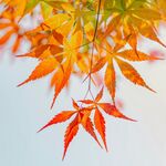 Waarom elke moeder blij wordt van een Japanse esdoorn inde tuin