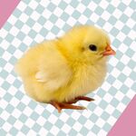 Grijp niet mis! Deze schattige mystery box wordt massaal gedeeld op TikTok en vliegt de winkel uit