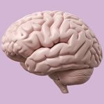 Intelligente kinderen kregen vaak deze opmerkingen te horen tijdens hun jeugd, volgens onderzoek