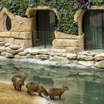 Pairi Daiza heeft er een nieuwe wereld bij: ‘Edenya overtrof al mijn verwachtingen’